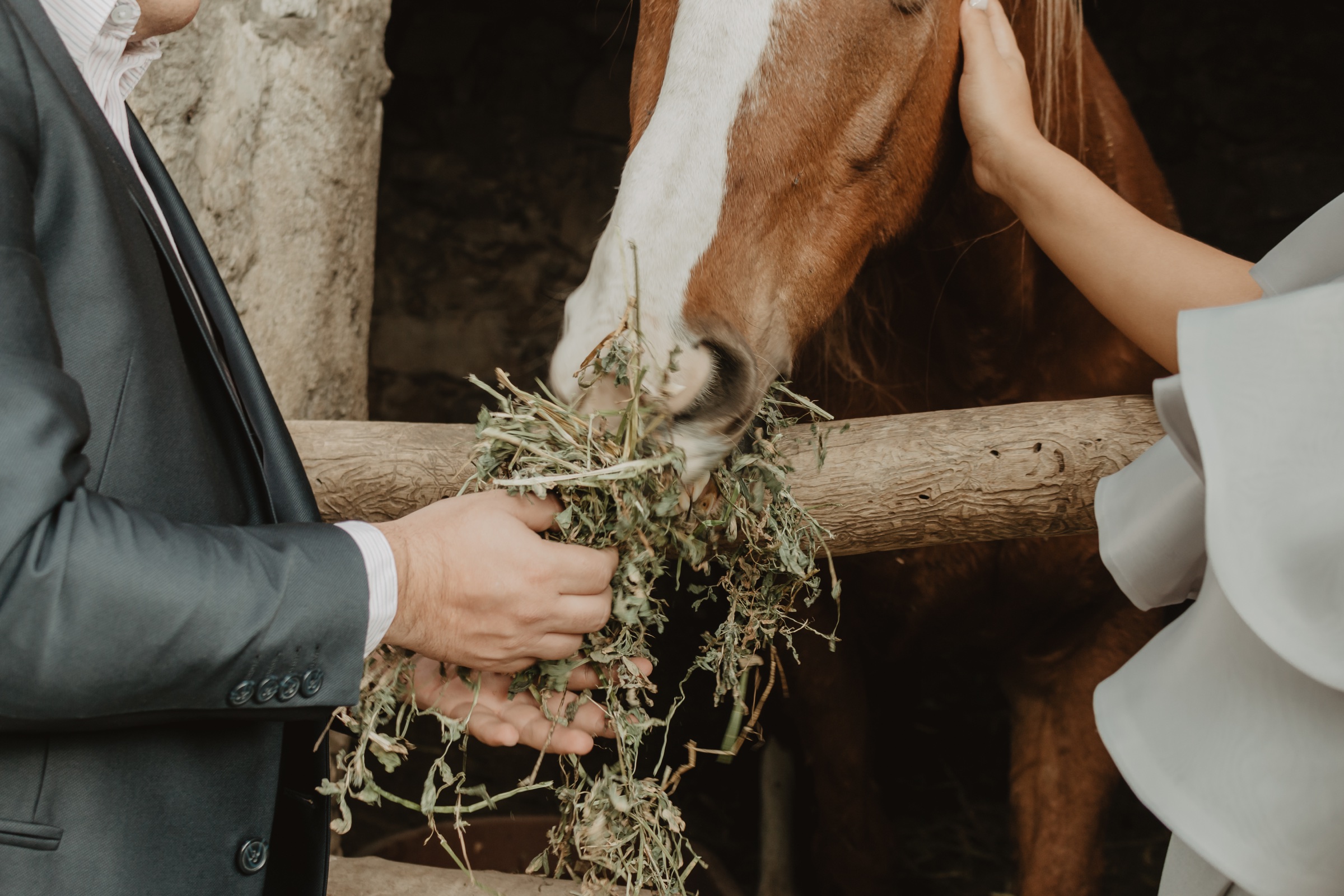 Pareja alimentando y acariciando a un caballo durante una sesión de boda